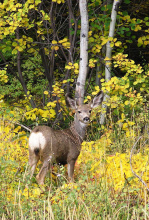 Georgetown Summit Wildlife Management Area WMA mule deer doe in aspens in full color