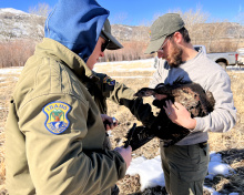 guthrie_and_john_nalley_banding_a_hen_turkey_prior_to_release_big_cottonwood_wma_feb_2022