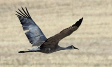 Sandhill crane flying over grainfield. Photo by Jason Beck IDFG