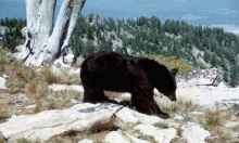 black bear walking on rocks with hill in background 