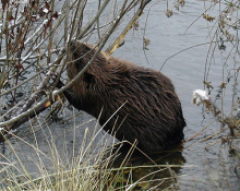 Beaver in the willows