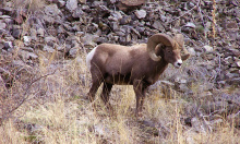 Bighorn sheep on rockslide