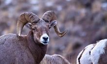 bighorn ram head shot small photo Dave Albiston