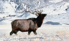 bull elk in snow small photo