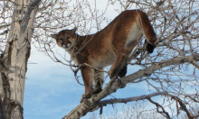 Lion in Cottonwood tree