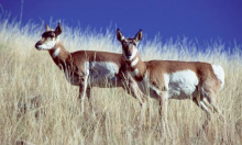 medium shot of two pronghorn antelope in grass with bright blue sky