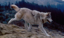 Running wolf