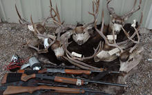 poached mule deer heads and confiscated rifles medium shot enforcement