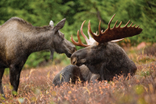 bull moose and cow moose laying in grass  February 201