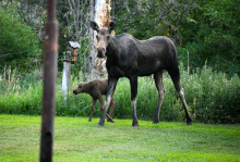 hailey_cow_and_calf_moose_july_2021