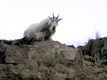 mountain goat in Hells Canyon September 2008 