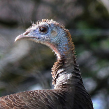 turkey hen head shot