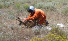 Pronghorn Antelope Release
