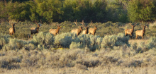Elk bull group in Idaho photographed by Bryan Huskey