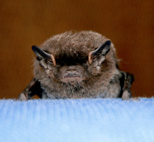 bat