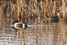 bufflehead pair ducks swimming January 2010