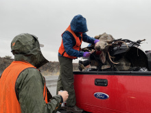 A Fish and Game staff member stands on the edge of a truck while checking deer buck while another staff member looks on.