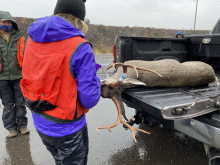A Fish and Game staff member checks a mule deer buck lying in the back of a truck with the tailgate down