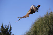 ringnecked pheasant flying medium shot November 2014