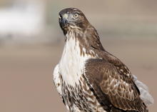 juvenile red tailed hawk on a fence head shot September 2013