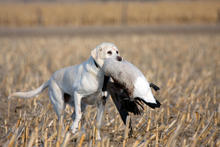 Kiela the dog with a goose