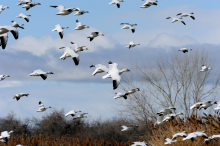  a flock of snow geese in flight October 2009  