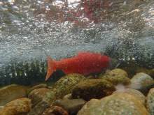 kokanee male spawning in a weir underwater shot by Art Butts August 2015