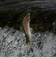 leaping_rainbow_trout_big_wood_river_may_2020_thumbnail