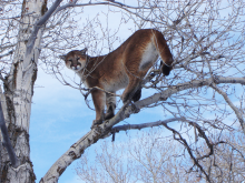 mountain lion in a tree January 2008