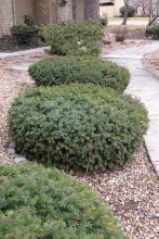 low pruned Japanese yews in landscaping vertical shot