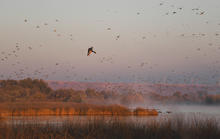 mallard_drake_coming_in_for_a_landing_hagerman_november_2022