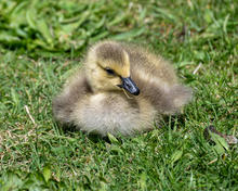 canada goose gosling boise 2026 cjliess