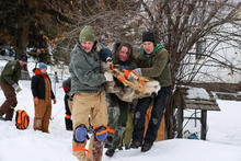 Three Fish and Game staff carry a deer that was trapped in Cascade to a nearby trailer.