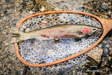 USR steelhead in net - March 2024