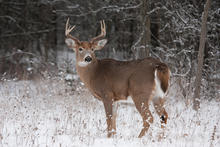 White-tailed deer in the snow