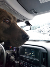 Gunner, the rescued dog in truck