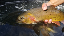 South Fork Yellowtone cutthroat trout