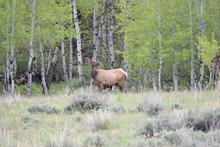 Cow elk in aspens