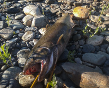 Upper Salmon River Chinook