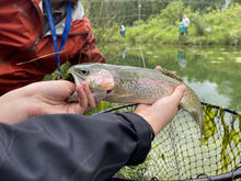 Karolyn's Pond trout