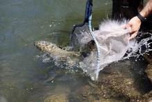 Chinook Salmon released into Boise River