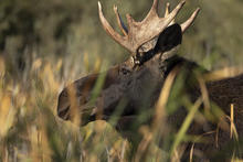 Bull moose in the Upper Snake Region.