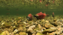 Underwater shot of kokanee spawning
