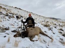 Hunter harvests a cow elk in winter