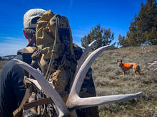 shed hunter with a pack full of antlers and his dog in the Owyhees