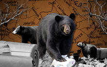 press release thumbnail bears in neighborhoods