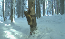 Wolverine, McCall subregion, Southwest Region