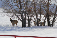 elk, winter, winter feeding