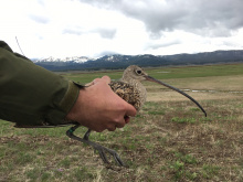 Long Billed Curlew