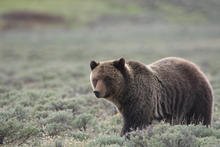 Grizzly Bear walking in open sagebrush meadow